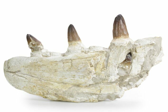 Mosasaur Jaw Section with Four Teeth - Morocco #359682